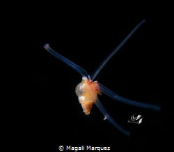 Pelagic snail 
Bonfire Aguadilla Puerto Rico by Magali Marquez 